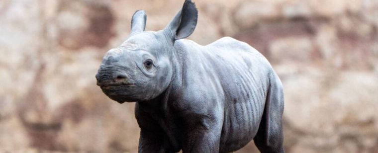 Młody nosorożec czarny