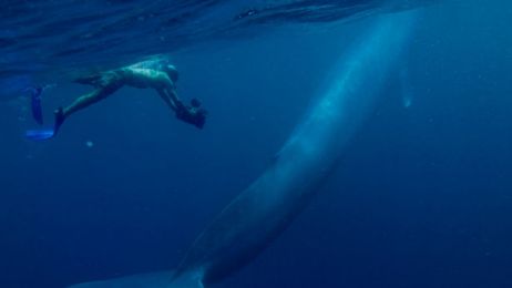 blue-whales-615