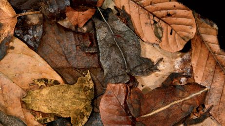 01-leaf-toads