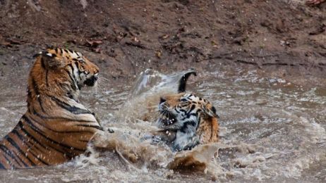 11-captive-tigers-play-with-each-other-670