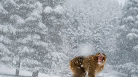 01-barbary-macaque-atlas-mountains-morocco-snow-670