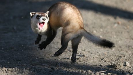 Jumping_black_footed_ferret