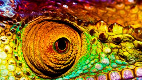 Kameleon - wiemy jak zmienia kolor