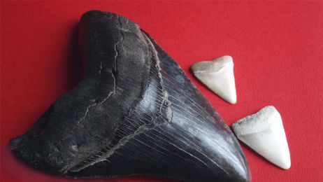 1280px-Megalodon_tooth_with_great_white_sharks_teeth-3-2