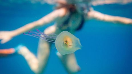 rybka meduza uwięziona pech