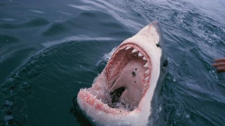 Strach przed rekinami w USA