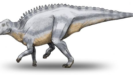 Dinozaur z Transylwanii miał guza na żuchwie. I co z tego? Jego badanie jest ważne dla ludzi