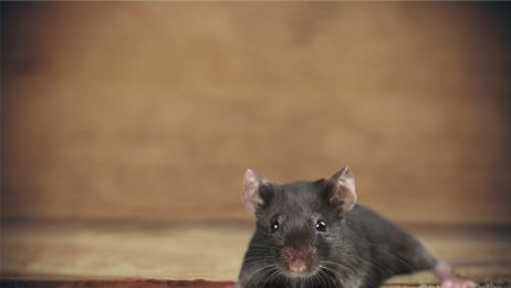 Szczury i myszy będą saperami