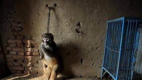 TYLKO U NAS: dochodzenie odsłania okrutne traktowanie zwierząt w chińskich cyrkach. Wstrząsające