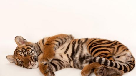 Dzień Tygrysów - zobacz sesję tygrysiego kociaka
