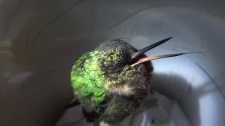 Chrapiący koliber