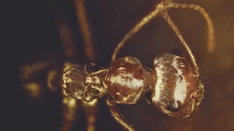 Ta mrówka wytrzymuje temperaturę, która nas by zabiła. Jak to robi?