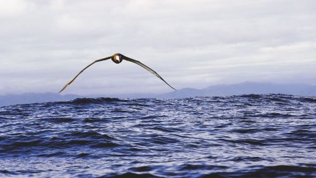 Albatrosy - mistrzowie szybowania