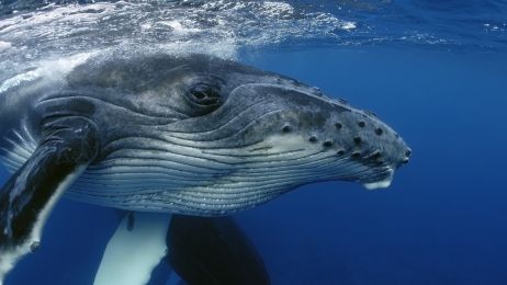 Wieloryby są wielkie od niedawna
