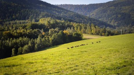 Dzikie i płochliwe owce kaukaskie na przełęczy Kocierz