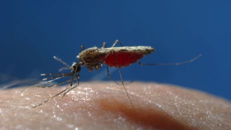 Komary dyskryminują. Dlaczego niektórych gryzą częściej?