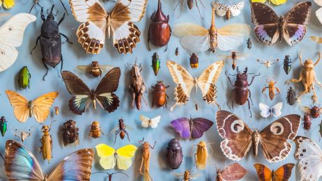 Aktywność ludzka jest odpowiedzialna za niemalże cały spadek populacji owadów (fot. Getty Images)