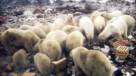 Inwazja polarnych niedźwiedzi w Rosji. „Ludzie się boją”