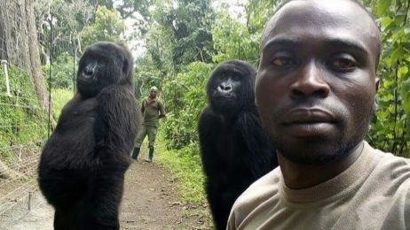 Selfie z gorylami