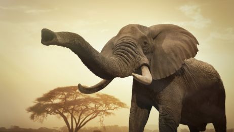 Botswana znosi zakaz polowań na słonie. „Spodziewajcie się masowej rzezi”