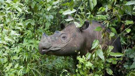 Gatunek na granicy wymarcia. Zmarł ostatni samiec sumatrzańskiego nosorożca w Malezji