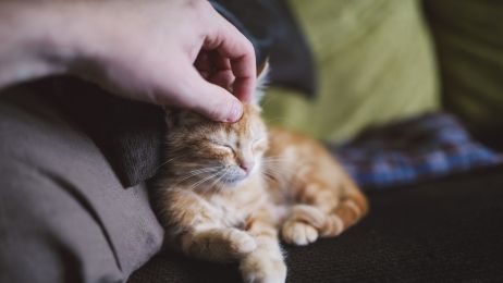 Koty nie mają lekkiego PR'u: owszem słodkie i śliczne, ale postrzegane często jako wredne i traktujące człowieka jako maszynkę do uzupełniania miski. Tymczasem nowe badania przeczą temu stereotypowi. Wygląda na to, że koty potrafią nas pokochać.