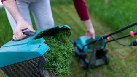 Lubisz zapach świeżo skoszonej trawy? To chemiczny ”krzyk” rozpaczy konających roślin