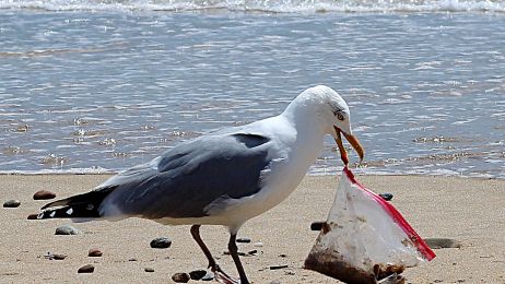 To przerażające. Do 2050 roku KAŻDY morski ptak będzie nosił w sobie plastik