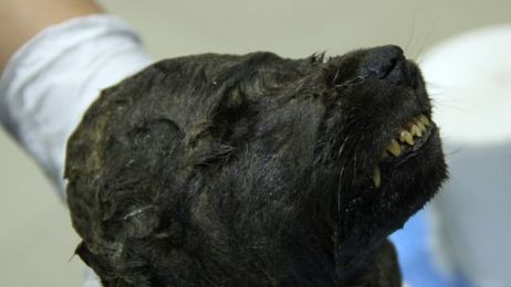 Pies czy wilk? Naukowcy badają zamarznięte szczątki 18000-letniego szczeniaka
