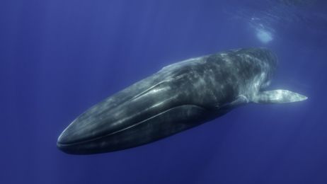 Waleń błękitny