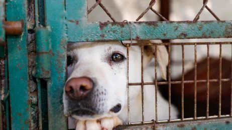 Polska: kara pozbawienia wolności za porzucenie psa lub kota