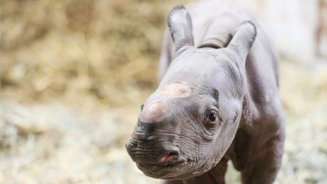 Nosorożec czarny to gatunek krytycznie zagrożony (fot. Facebook/Potter Park Zoo)