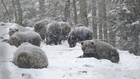 Niedźwiedzie nie mogą zapaść w zimowy sen, bo jest zbyt ciepło (fot. Facebook)