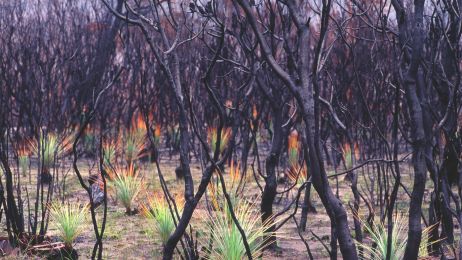 Australijska przyroda odradza się pożarach (fot. Getty Images)