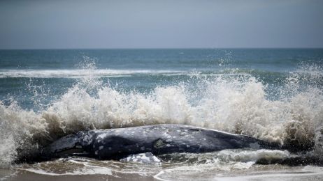 Autorzy badań chcieli przyjrzeć się magnetorecepcji u wielorybów (fot. Getty Images)
