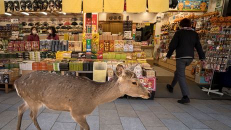 Zwierzęta wchodzą do miast w poszukiwaniu pożywienia (fot. Getty Images)