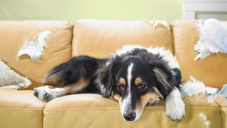 Nawet 20 proc. psów cierpi z powodu tego, co ogólnie nazywamy lękiem separacyjnym (fot. Getty Images)
