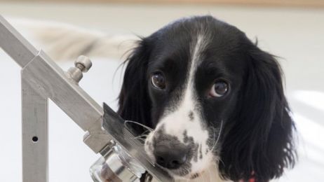 Psy zdolne do wykrywania pacjentów z Covid-19. The Medical Detection Dogs z siedzibą w Winslow w Wielkiej Brytanii fot. ABACA/Abaca/East News