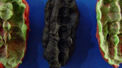 Co jedli nastolatkowie 10 tys. lat temu? Prehistoryczna „guma do żucia” daje wyobrażenie o diecie paleo (fot. Verner Alexandersen)