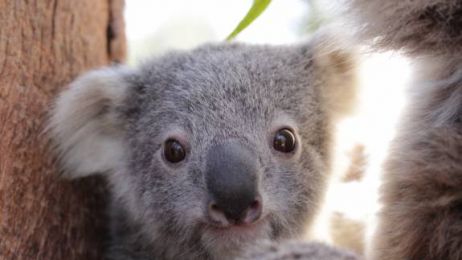 Ash, czyli Popiół - pierwszy noworodek koala od pożarów w Australii fot.  Australian Reptile Park/Twitter