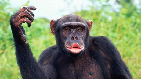 Szympans fot. Getty Images