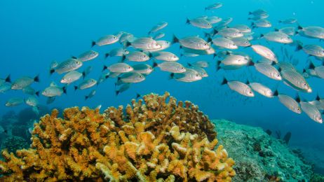 Światowy Dzień Oceanów. Zobacz, co TY możesz zrobić, by chronić morskie ekosystemy