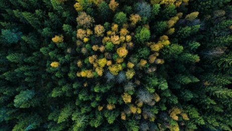 Wycinka, globalne ocieplenie i choroby oraz owady to główne przyczyny wymierania lasów (fot. Getty Images)