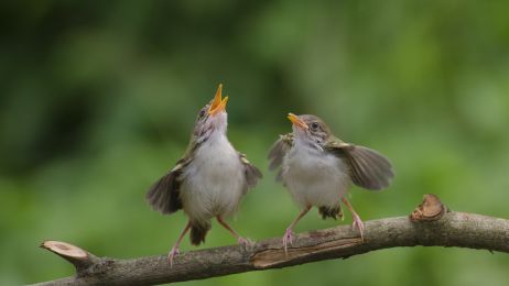 Ptaki posługują się różnymi dialektami (fot. Getty Images)
