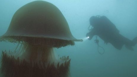 200 kilogramowa meduza atakuje ludzi koktajlem 200 toksyn fot. zrzut PBS Learning