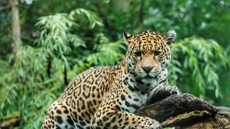 Populacja jaguarów podwoiła się w ciągu 15 lat (fot. Getty Images)