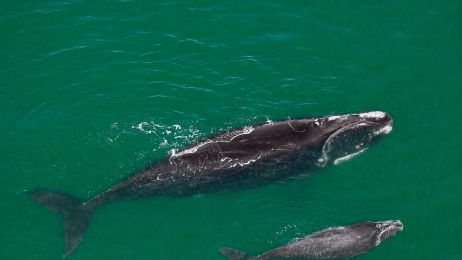 Samica wieloryba z Północnego Atlantyku i jej nowe cielę pływają u wybrzeży Florydy. Na Ziemi pozostało tylko 400 takich ssaków morskich (Photograph by Brian J. Skerry, Nat Geo Image Collection)