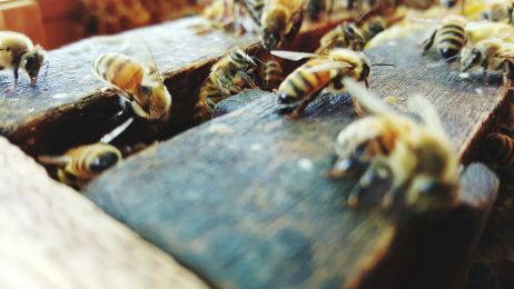 Afrykańskie pszczoły miodne to gatunkowa hybryda (fot. Amornrut Ploysangam / EyeEm via Getty Images)