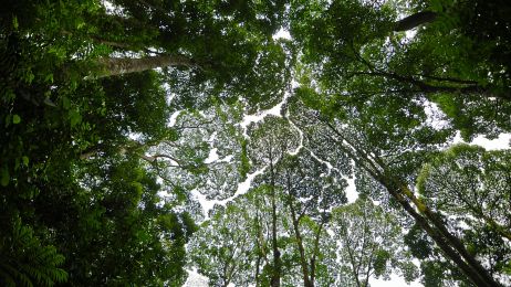 Luki między drzewami to zjawisko znane jako nieśmiałość koron drzew (fot. RAZVAN CIUCA/Getty Images)