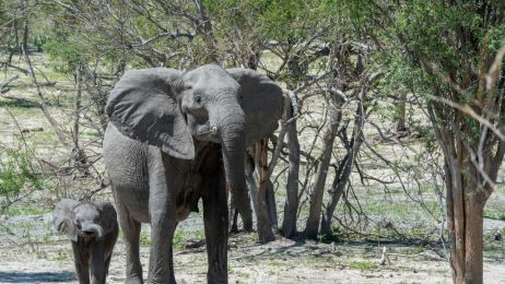Ponad 350 słoni padło z nieznanych przyczyn (fot. Getty Images)